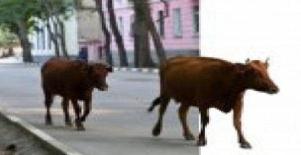 Душанбе: скот убирают, грязь остается
