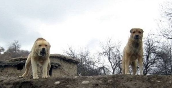 Бродячие псы Таджикистана: ежедневно не менее 38 нападений
