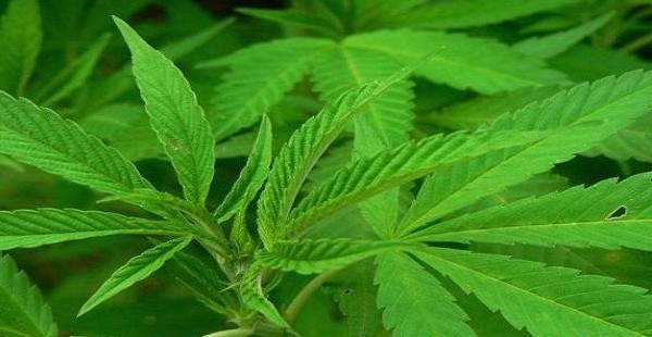 Изъято 1600 кустов дикорастущей конопли