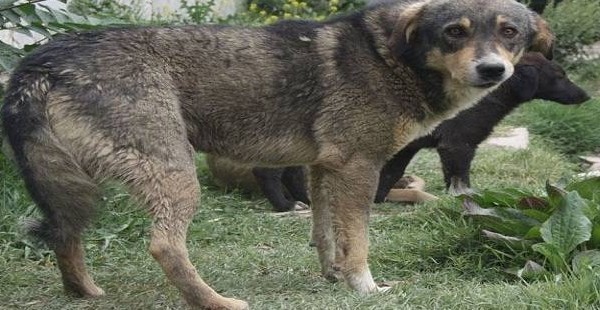 Атаки бешеных псов на жителей Пенджакента