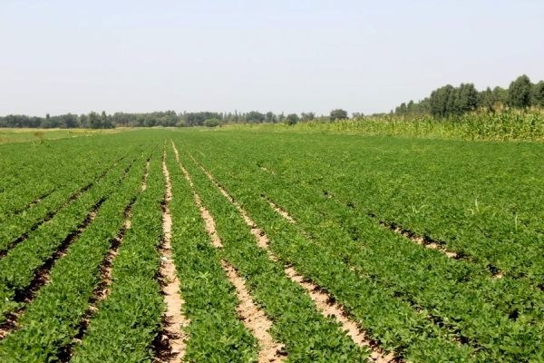 Ҳаҷми истеҳсоли маҳсулоти кишоварзӣ дар ду моҳи аввали соли 2025 ба беш аз 6 млн сомонӣ расид