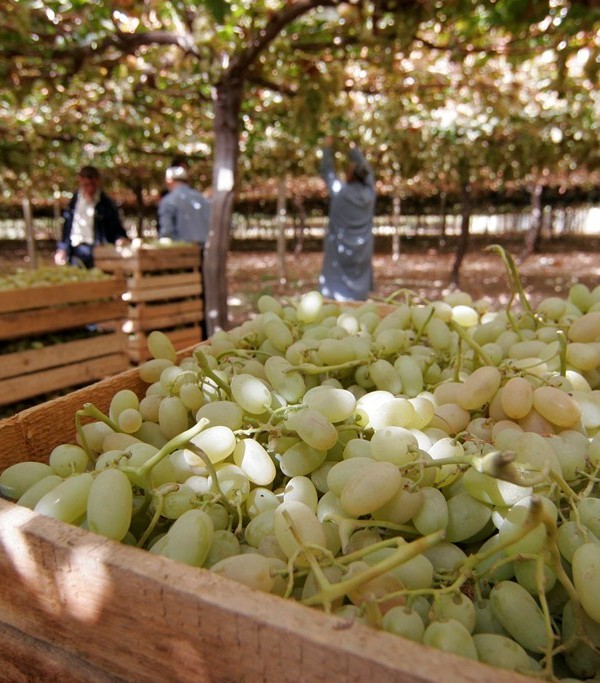 Экспорт сельхозпродукции Таджикистана вырос до $33,9 млн за полгода 