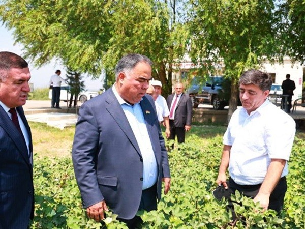 В Аштском районе увеличивают урожай хлопка с помощью новых методов посева 