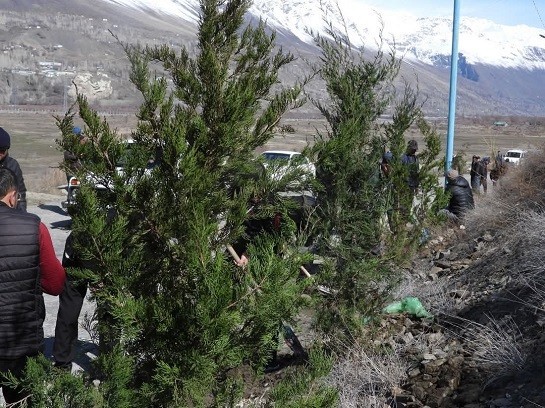 В ГБАО вдоль дороги из Хорога в Шугнан высадили 80 тысяч деревьев 