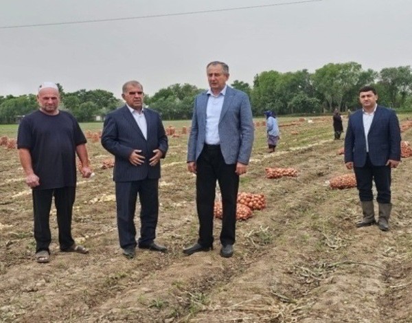 Хатлон наращивает сбор раннего лука для внутреннего рынка и экспорта 