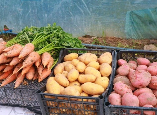 Картофель, морковь и огурцы: в Бободжон Гафуровском районе собирают ранний урожай