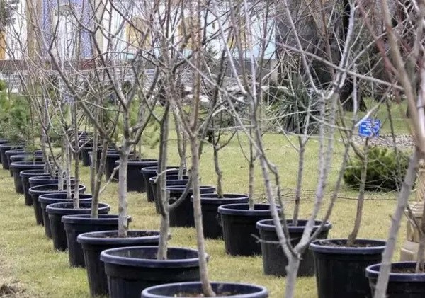 Фруктовые сады Ишкошима: высажено полторы тысячи новых деревьев