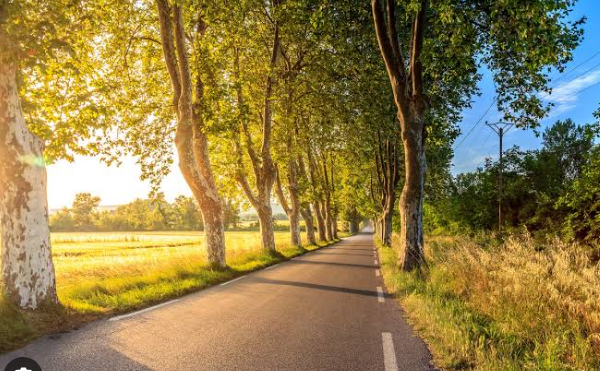Вокруг Душанбе и вдоль крупных трасс высадили 201 тыс деревьев