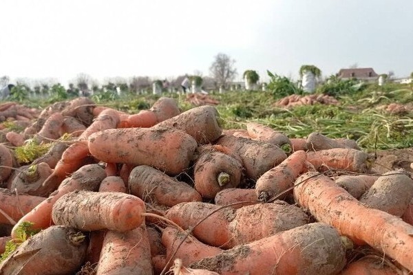 Морковь стала одним из самых подорожавших продуктов в Таджикистане 