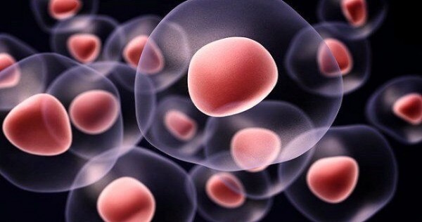 Крупнейший банк клеток создан на Ближнем Востоке в компании Royan Stem Cell