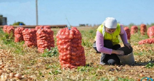 Минсельхоз Кыргызстана рассказал о ситуации с урожаем лука в Центральной Азии