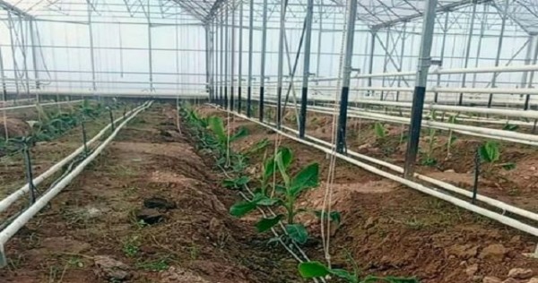Турецкая компания начала выращивать на юге Казахстана бананы в промышленных объемах