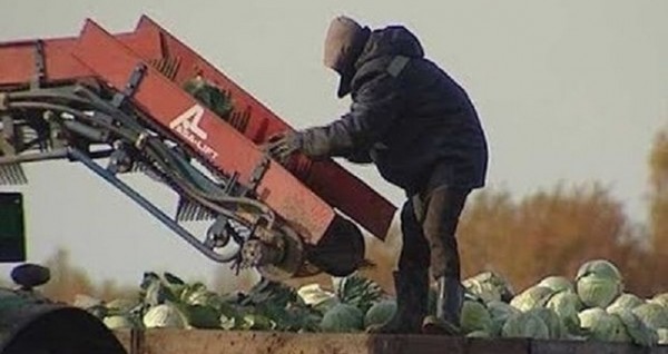 Минсельхоз попросил пустить в Россию мигрантов для полевых работ