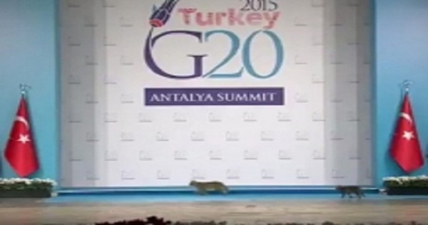 Три кошки стали звездами саммита G20 в турецкой Анталье
