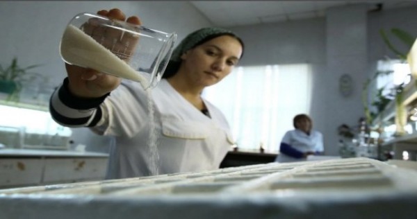 В Таджикистане импорт сахара увеличился за шесть месяцев и будет увеличиваться в ближайшие три года