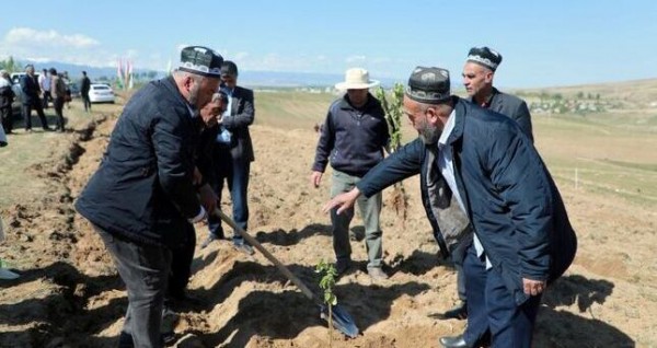 В Истаравшане на площади 40 га будет заложен яблоневый сад