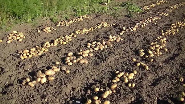 В Ишкошиме засеяли более 90 тонн семян картофеля