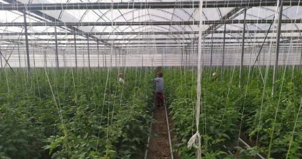 В шугнанском профессионально-техническом лицее строятся новые теплицы