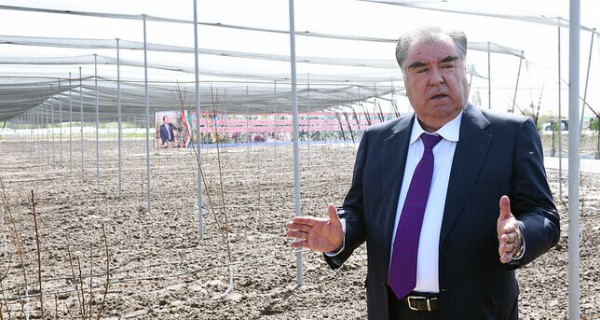 Эмомали Рахмон посетил суперинтенсивный сад в дехканском хозяйстве района Кушониён