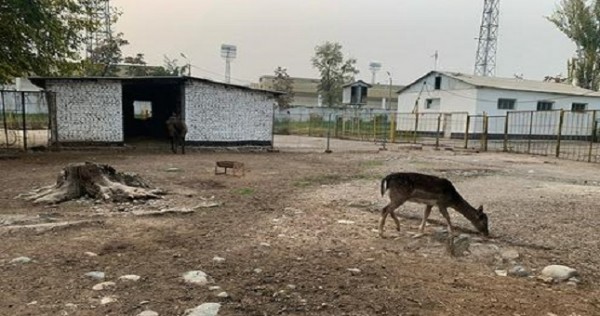 Завершено проектирование нового зоопарка на севере Душанбе
