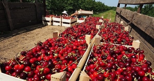 Объем экспорта сельхозпродукции в Таджикистане увеличился на 35,8%