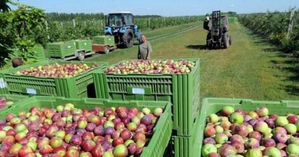 В понедельник пройдет форум «Сады России и СНГ — 2020»