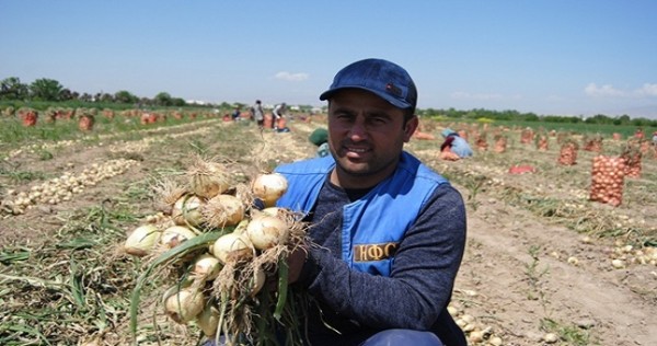 В районе Джалолиддина Балхи начался сбор урожая раннего лука
