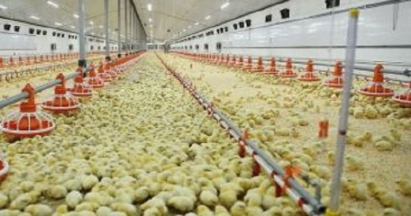 Население Таджикистана будет обеспечено куриным мясом и яйцами