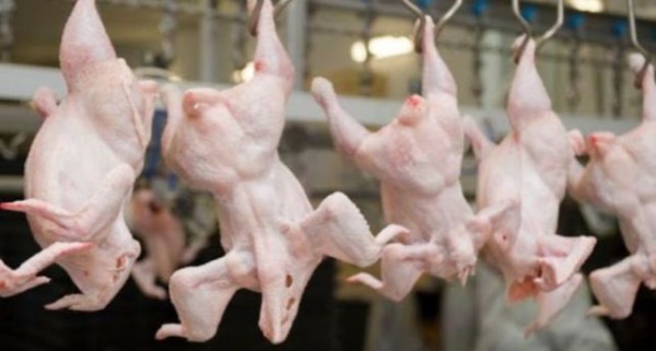 Производство курятины в Таджикистане увеличилось в 4 раза