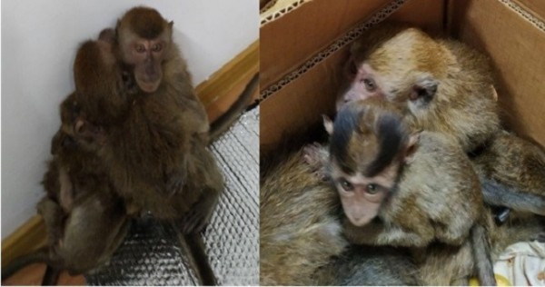 Обезьян пытались незаконно вывезти из Узбекистана в Таджикистан