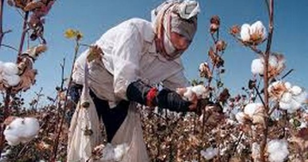В Таджикистане собрано почти 400 тыс. тонн хлопка и 858,4 тыс. тонн зерновых