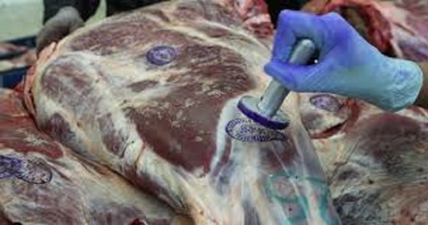 Около 300 тонн мяса планируется импортировать из Беларуси в Таджикистан