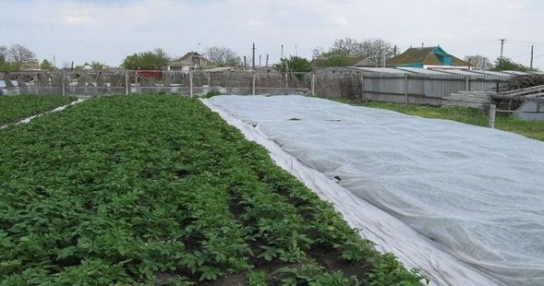 Дехкане Ванджа обеспечили рынок собственной сельхозпродукцией