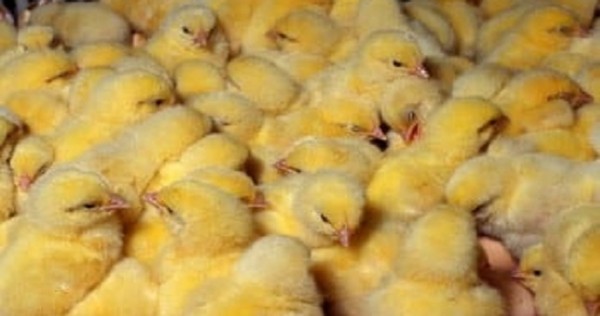 В Таджикистане планируют сдать в эксплуатацию три новые птицефермы
