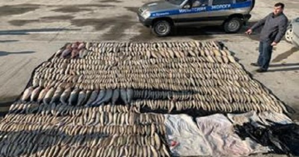 На въезде в Душанбе задержан предполагаемый браконьер с 600 кг рыбы