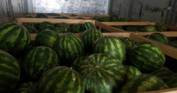 В Кыргызстан пытались незаконно ввезти 4,5 тонны арбузов из Таджикистана