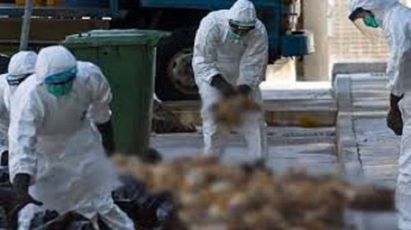 Казахстан запретил ввоз продукции 36 птицефабрик России