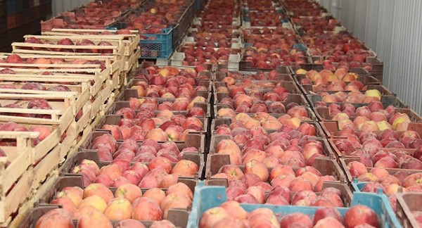 Москва и Душанбе договорились об увеличении экспорта сельхозпродукции в РФ