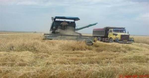 Иран будет закупать казахстанскую пшеницу