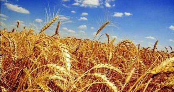 В Таджикистане собрано свыше 734 тыс. тонн зерновых