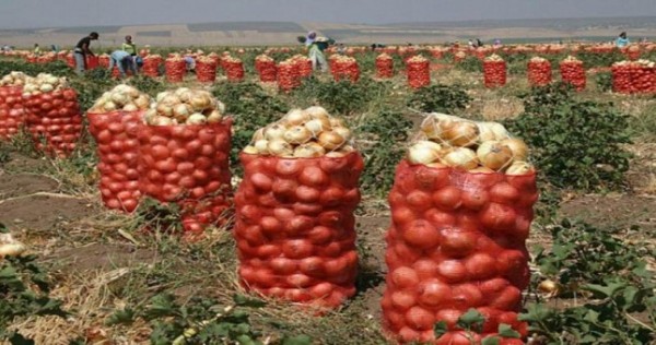 В Россию не пустили около 40 тонн таджикского репчатого лука