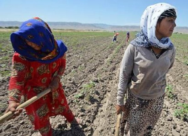 Слабое госфинансирование АПК в Таджикистане затрудняет развитие отрасли, — НСР