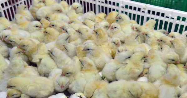 Цыплячий бум: Душанбе и Ташкент делают ставку на производство мяса птицы