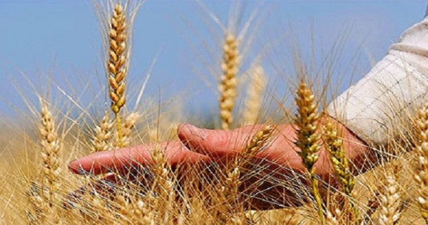Объем валовой продукции сельского хозяйства Таджикистана во всех категориях хозяйств составил 19 млрд. сомони