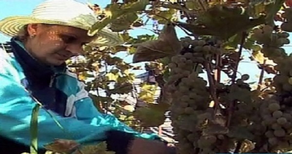 Виноделы Таджикистана восстанавливают былую славу своей продукции