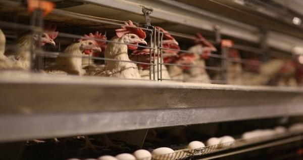 В Таджикистане заработают два предприятия по производству яиц и куриного мяса