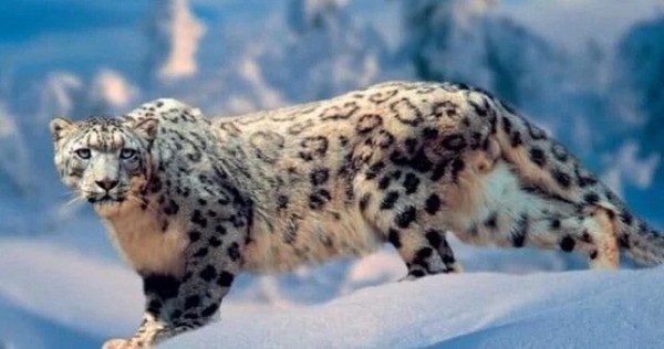 На Памире снежный барс напал на домашний скот