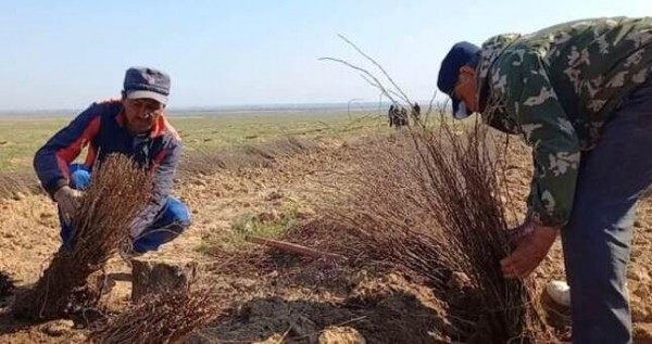 В Фархорском районе возвели шиповниковый сад на площади 50 га