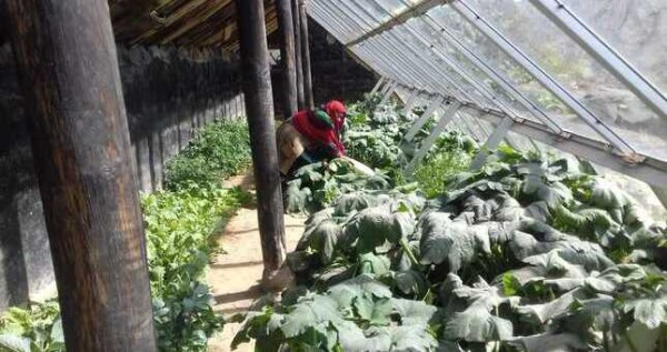 Жителей шугнанского джамоата Ванкала 25 теплиц обеспечивают свежими овощами