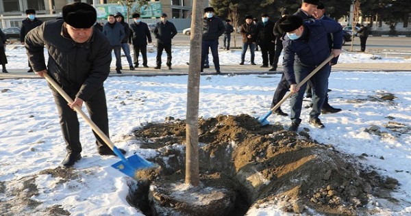 80 уникальных вечнозеленых деревьев посажено в одном из скверов Худжанда